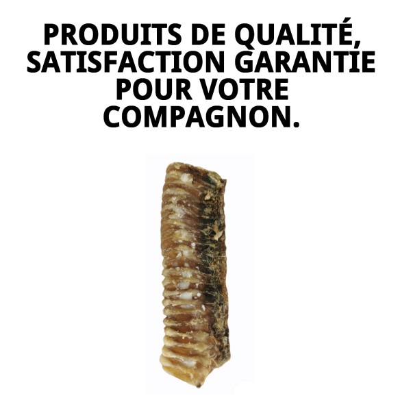 Trachée de veau déshydratée pour chiens | Moly 2 unités