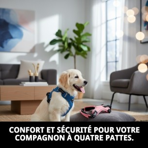 Harnais Confort Moly Bleu/Rose Taille S pour votre Animal de Compagnie 2