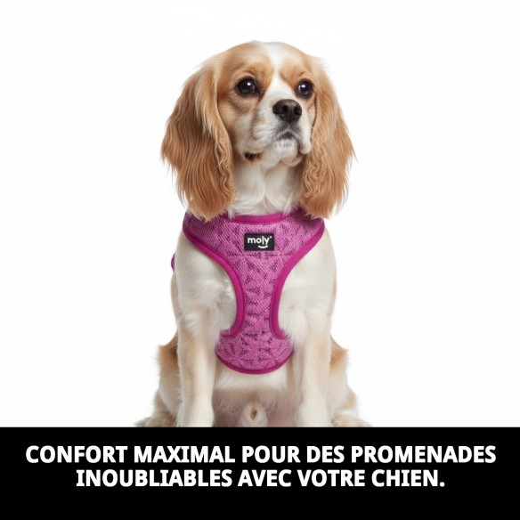 Harnais Violet Confort New S : Confort et Style pour votre Animal de Compagnie