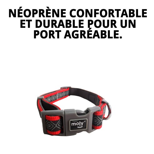 Collier Moly Néoprène Rainbow Reflect T-S pour Animaux de Compagnie