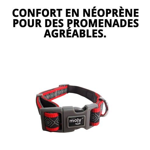 Collier Moly Néoprène Rainbow Reflect T-L pour Animaux de Compagnie