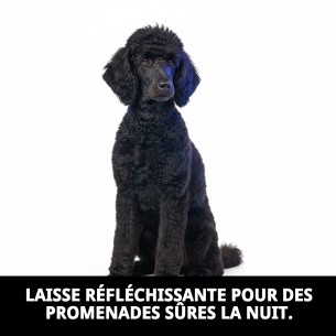 Ramal Moly Confort Réfléchissant pour des promenades sûres et confortables. 2