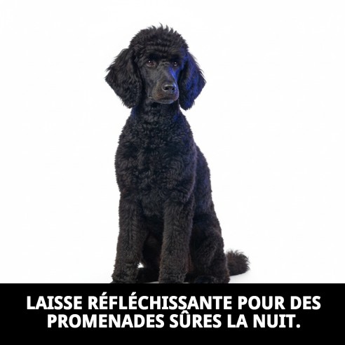 Ramal Moly Confort Réfléchissant pour des promenades sûres et confortables.