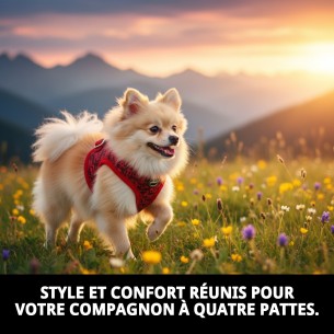 Gilet 3D Casitas Rojas T-XXXS : Confort et Style pour votre Animal de Compagnie 2