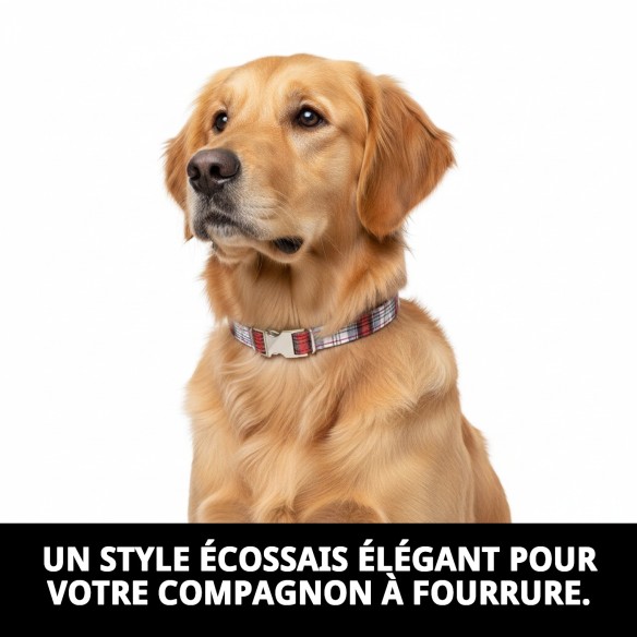 Collier Écossais T-3 : Style et Confort pour votre Animal de Compagnie