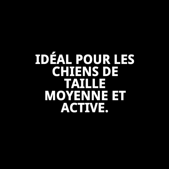 Collier Écossais T-3 : Style et Confort pour votre Animal de Compagnie