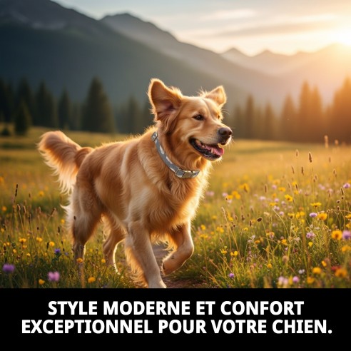 Collier Nuages Gris T-2 : Style et Confort pour votre Animal de Compagnie