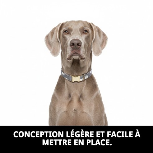 Collier Nuages Gris T-2 : Style et Confort pour votre Animal de Compagnie