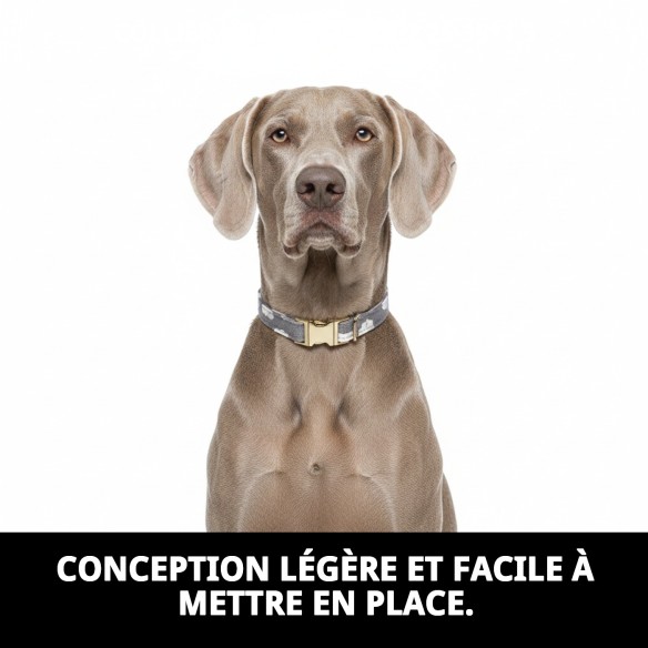 Collier Nuages Gris T-2 : Style et Confort pour votre Animal de Compagnie