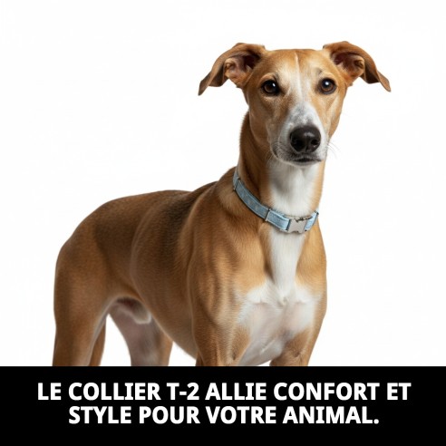 Collier Gaviotas T-2 : Style et Confort pour votre Animal de Compagnie