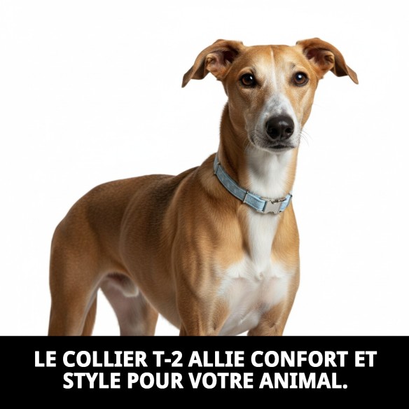 Collier Gaviotas T-2 : Style et Confort pour votre Animal de Compagnie