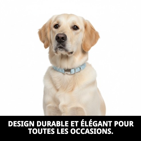 Collier Gaviotas T-3 : Style et Confort pour votre Animal de Compagnie