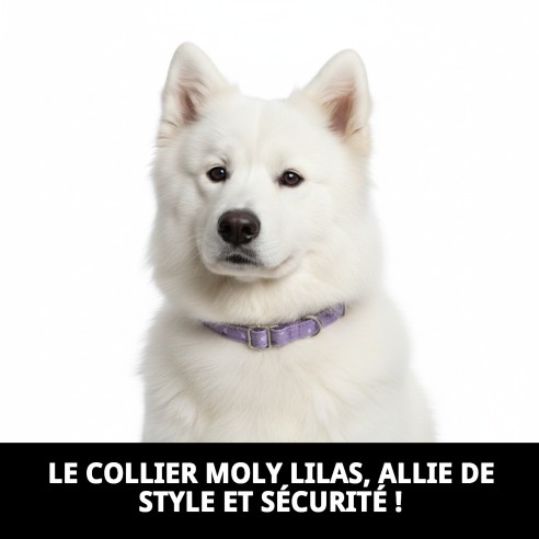 Collier Moly Lila T-1 pour Animaux de Compagnie - Taille 20-30 cm