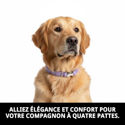 Collier Moly Lila T-3 30-40 cm pour votre animal de compagnie élégant.
