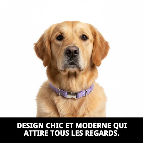 Collier Moly Lila T-3 30-40 cm pour votre animal de compagnie élégant.