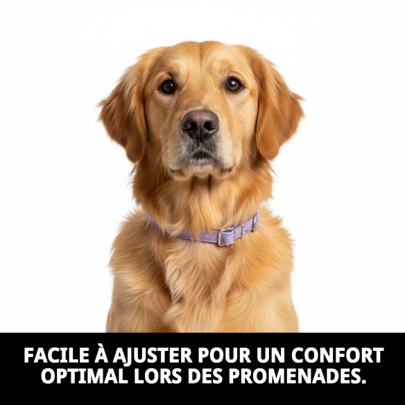 Collier Moly Lila T-5 : Style et Confort pour votre Animal de Compagnie