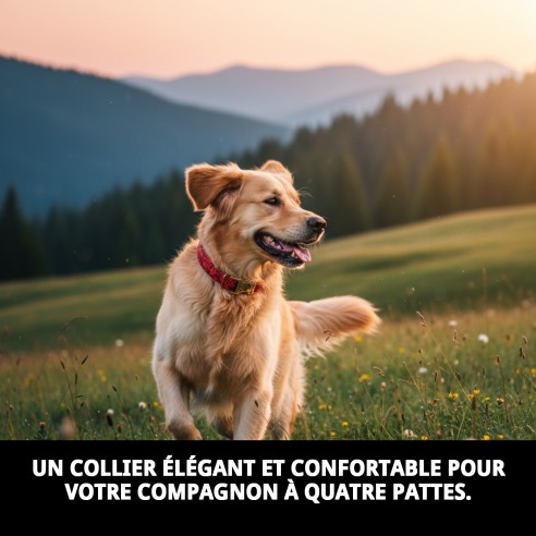 Collier Casitas Rouges T-1 : Style et Confort pour votre Animal de Compagnie