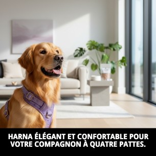Petral Moly Lila T-1 pour Animaux de Compagnie - Confort et Style 2