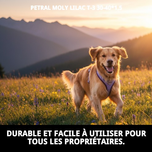 Petral Moly Lila T-3 pour Animaux - Taille 30-40 cm