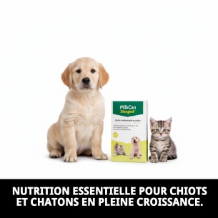Lait Maternisé pour Chiots et Chatons 250g - Haute Qualité 2