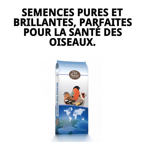 Alpiste Extra Beyers 20 kg pour des oiseaux en bonne santé et heureux.