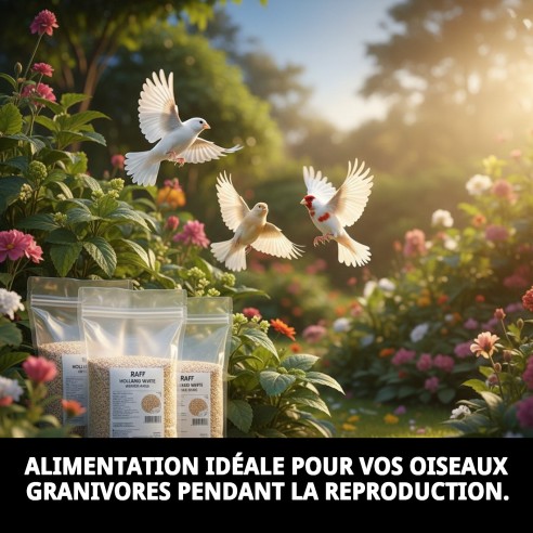 Pâte de élevage RAFF Holland White 4kg pour oiseaux sans colorant.