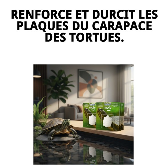 Moly Calcium pour Grandes Tortues - Renforce leur Carapace