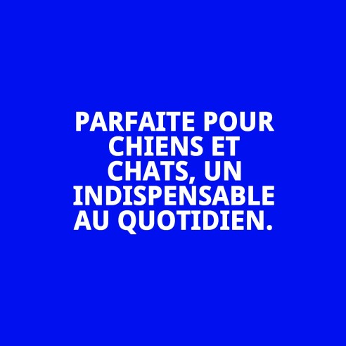 Bol en Acier Inoxydable Antidérapant pour Animaux de Compagnie
