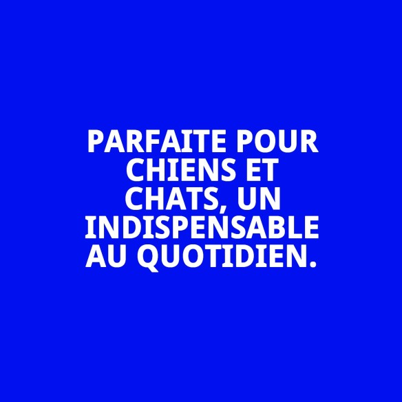 Bol en Acier Inoxydable Antidérapant pour Animaux de Compagnie