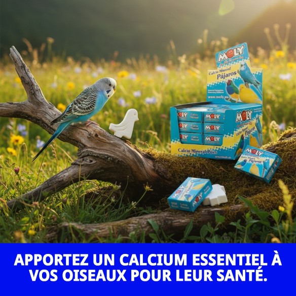 MOLY Présentoir 30 Unités de Calcium pour Oiseaux en Bonne Santé