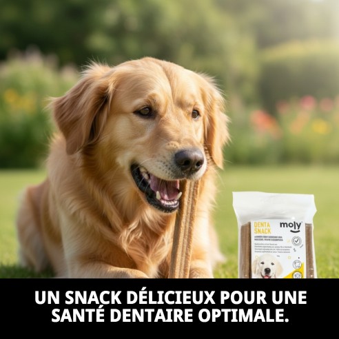 DENTA SNACK MOLY Moyen 7PCS : Délice et Santé Dentaire