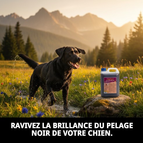 Shampoo pour Chiens Poils Noirs 5L | Brillance et Nettoyage Intense