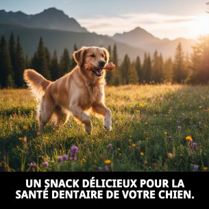 Os Nœud Moly 11 cm : Snack Sain pour Chiens 2