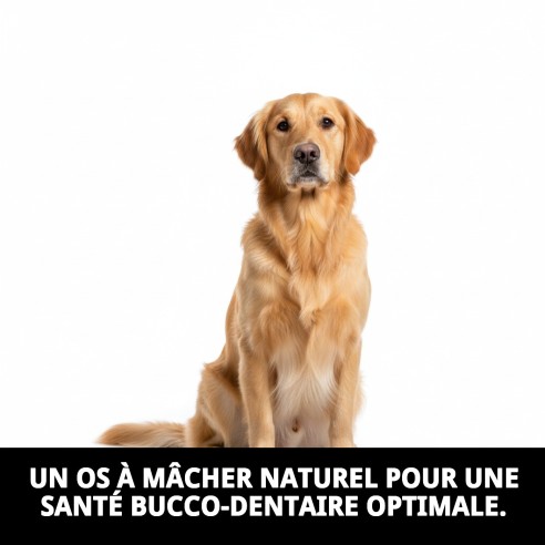 Os Précisé 32 cm Moly : Masticable Naturel pour Chiens