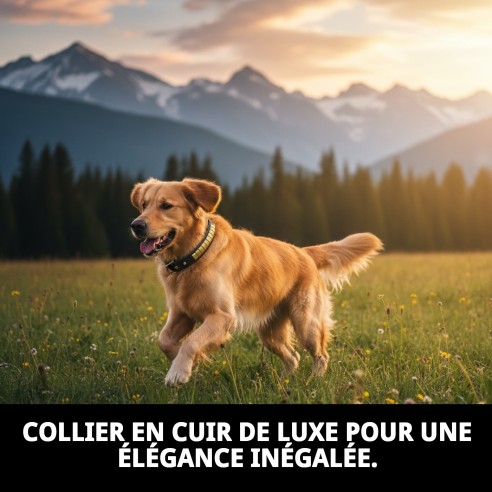 Collier en cuir Luxury 65 cm en noir et doré pour animaux de compagnie.