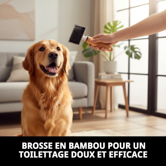 Brosse en bambou petite Moly Confort pour toilettage de animaux de compagnie.