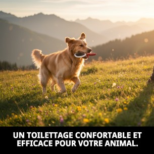 Brosse à Picots Simple Moly Confort pour Animaux - Soin Idéal 2