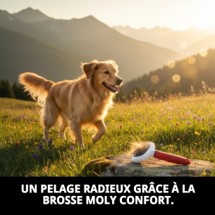 Carde métallique ovale petite Moly Confort pour animaux de compagnie. 2