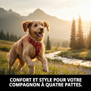 Harna en cuir rembourré pour chiens - Confort et style 2