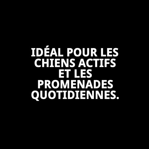 Ramal en Cuir Policier 2m x 1.8cm pour Animaux de Compagnie