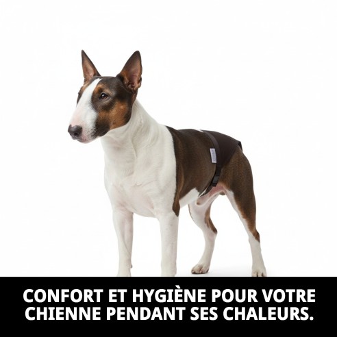 Slip en Nylon Extra pour Chiennes en Chaleur - Taille N.4 50-59cm