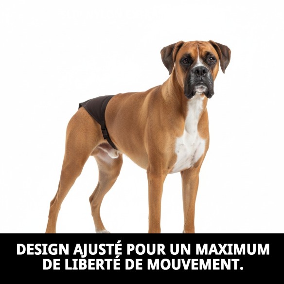 Slip en Nylon Extra N.5 pour Chiennes en Chaleur - Confort et Style