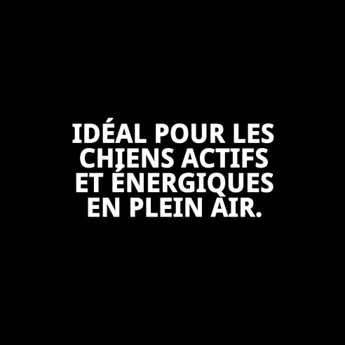 Collier Chaîne avec Plaque 60cm - Style et Sécurité pour votre Animal de Compagnie
