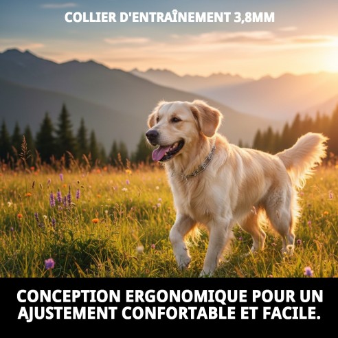 Collier d'éducation 3,8 mm - Efficace et Confortable pour votre Animal de Compagnie
