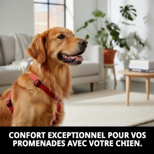 Harnaise en Nylon Confort 1cm : Confort et Style pour votre Chien 2