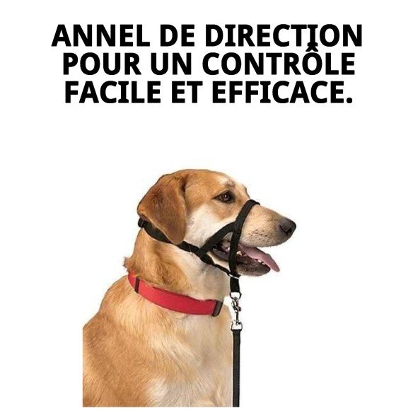 Collier Dog Control N.5 : Éduquez et contrôlez votre chien.