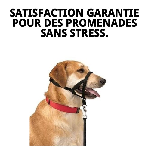 Collier Dog Control N.5 : Éduquez et contrôlez votre chien.