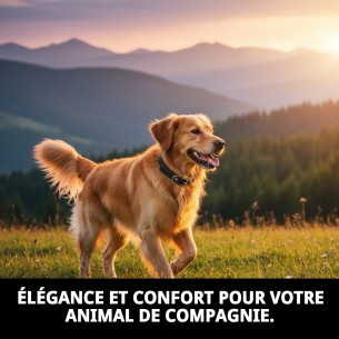 Collier en Cuir Lisse 27x1,2 cm pour Animaux Élégants 2