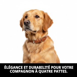 Collier en Cuir Lisse 55x2,5 cm pour Animaux de Compagnie Élégant 2