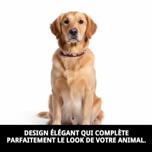 Collier en Cuir pour Petit Chien 1,9x45 cm - Style et Confort